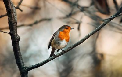 photo of robin on branch